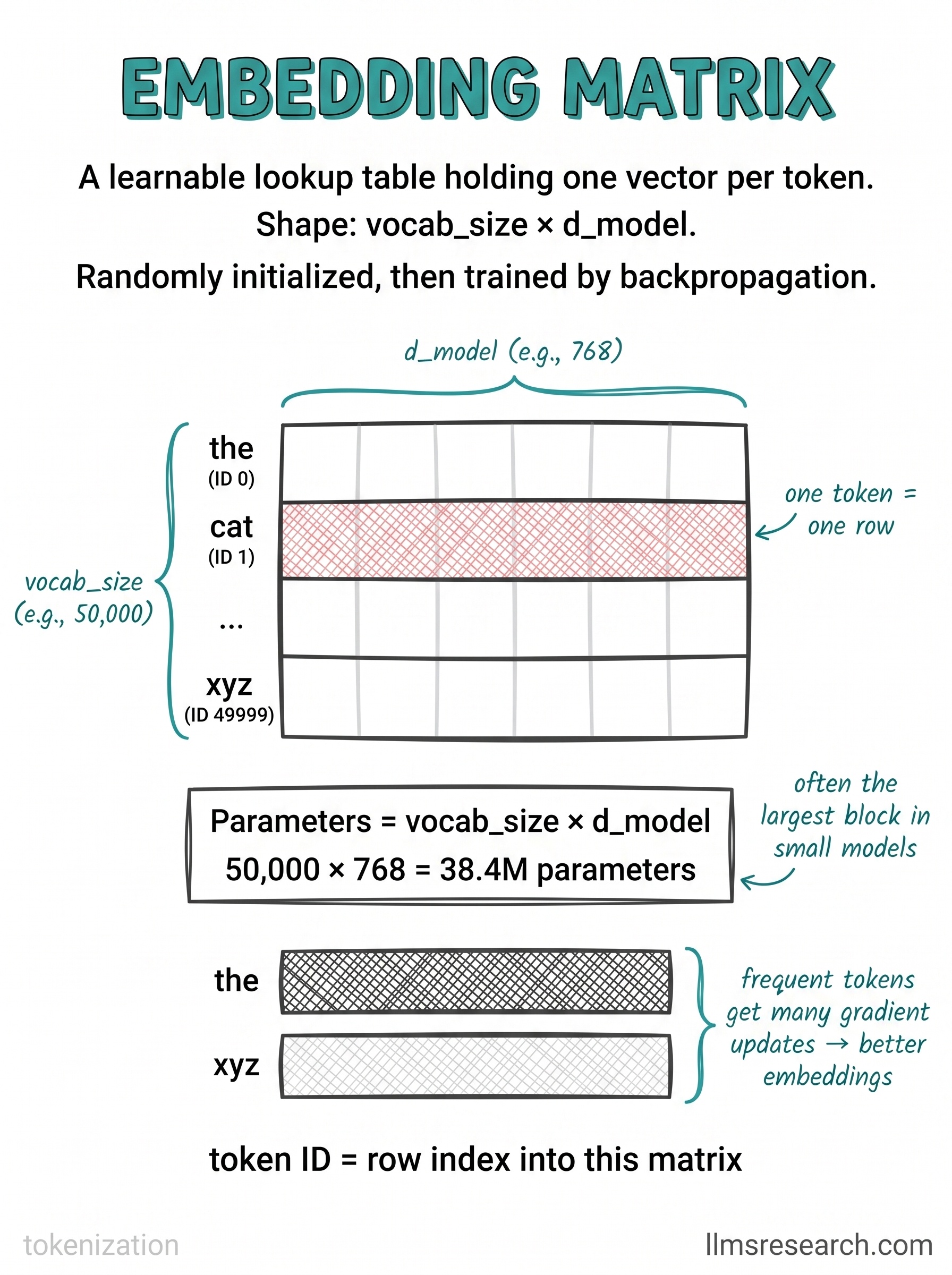 A learnable lookup table with one row per token, shaped vocab_size by d_model. A token ID selects its row, turning an integer into the vector the model works with.